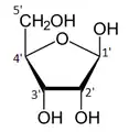 β-.mw-parser-output span.smallcaps{font-variant:small-caps}.mw-parser-output span.smallcaps-smaller{font-size:85%}d-Ribofuranose