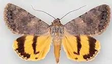 Catocala frederici