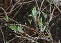 Spring leaf shoots