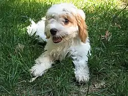 Image 13Cavapoo puppy (from Puppy)