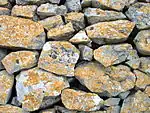 Crustose lichens on limestone in Alta Murgia-Southern Italy