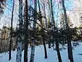 This photo was taken in a protected forest in Miass, Chelyabinsk Oblast, Russia next to a fresh-water spring.  It shows Birch (Betula spp.) and Scots pine (Pinus sylvestris).