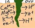 Normal root
