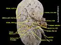Renal column
