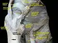 Obturator externus muscle.Deep dissection.Anterior view.