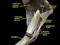 Deep dissection. Anterior view.