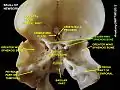 Lesser wing of sphenoid bone