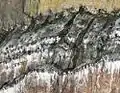 Guillemots on the breeding ledges