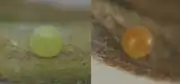 An egg on a host plant leaf. On the left, the egg is one day old; on the right, it is three days old.